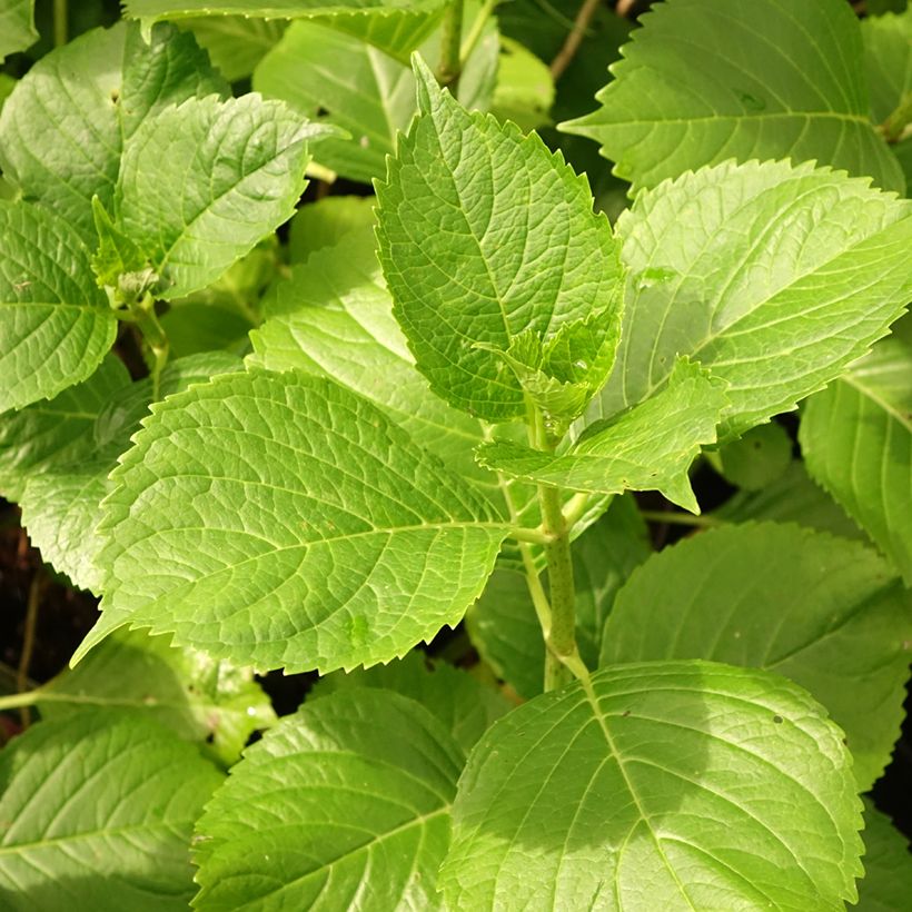 Hydrangea macrophylla Gertrud Glahn - Bauernhortensie (Laub)