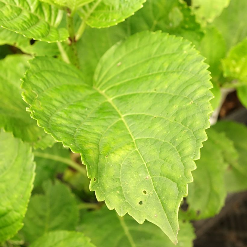 Hydrangea macrophylla Green Ever Belles - Bauernhortensie (Laub)