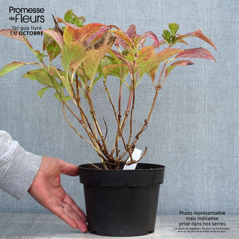 Exemplar von Hortensia - Hydrangea macrophylla Green Shadow en pot de 2/3L Pot de 2L/3L wie im Herbst geliefert