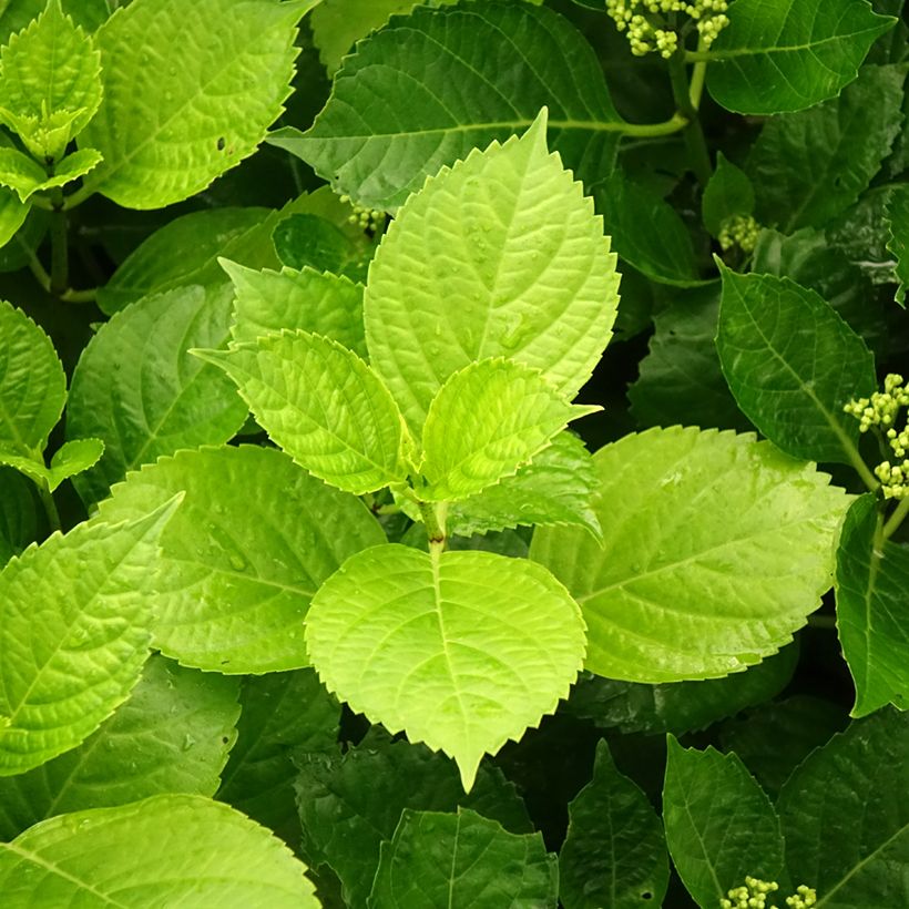 Hydrangea macrophylla Hovaria Hobergine - Bauernhortensie (Laub)