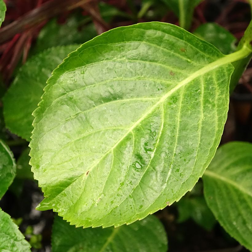 Hydrangea macrophylla Kazan - Bauernhortensie (Laub)