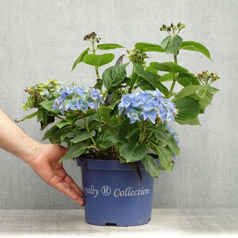 Exemplar von Hydrangea macrophylla Lady Mata Hari - Bauernhortensie Topf mit 4L/5L wie im Frühjahr geliefert