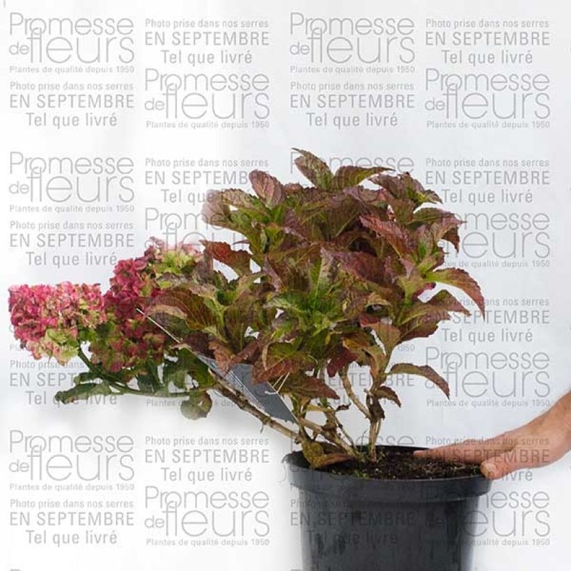 Beispiel eines Exemplars von Hydrangea macrophylla Magical Jade - Bauernhortensie Topf mit 2L/3LGelieferte Höhe ca. 20/30cm wie geliefert