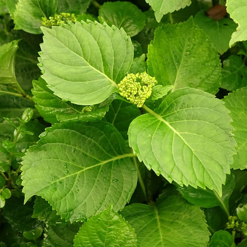 Hydrangea macrophylla Nikko Blue - Bauernhortensie (Laub)