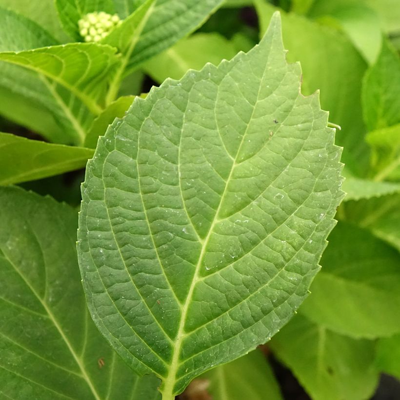 Hydrangea macrophylla Pink Pop - Bauernhortensie (Laub)