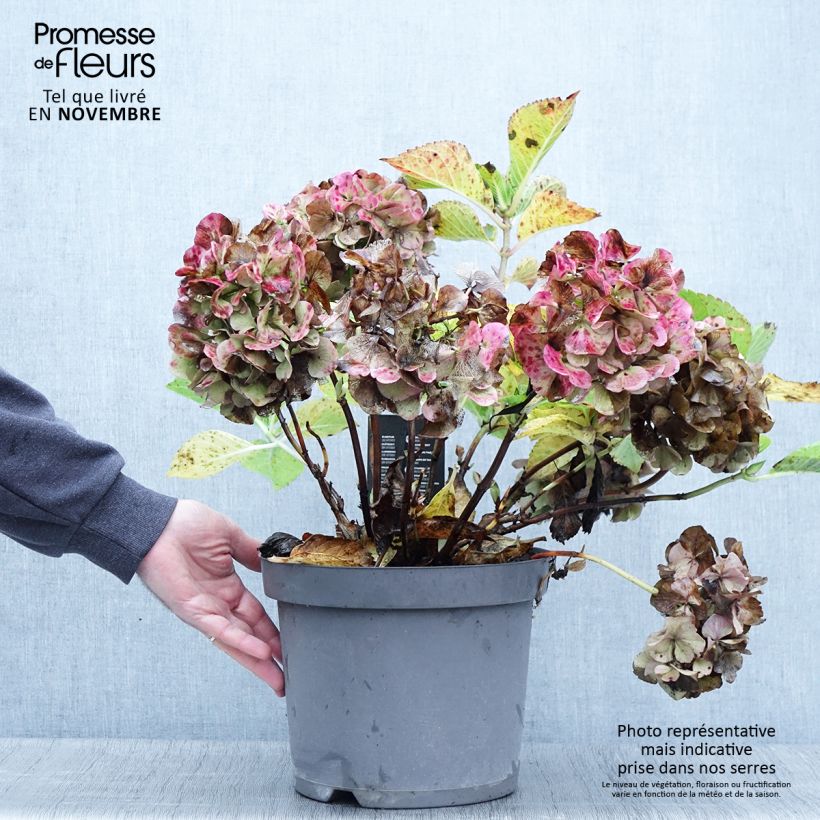 Exemplar von Hydrangea macrophylla Rosita - Bauernhortensie wie im Herbst geliefert