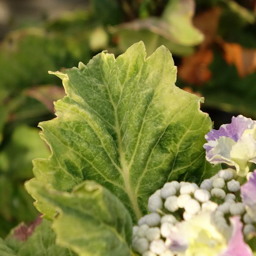 Hydrangea macrophylla So Long Starlit Sky - Bauernhortensie (Laub)