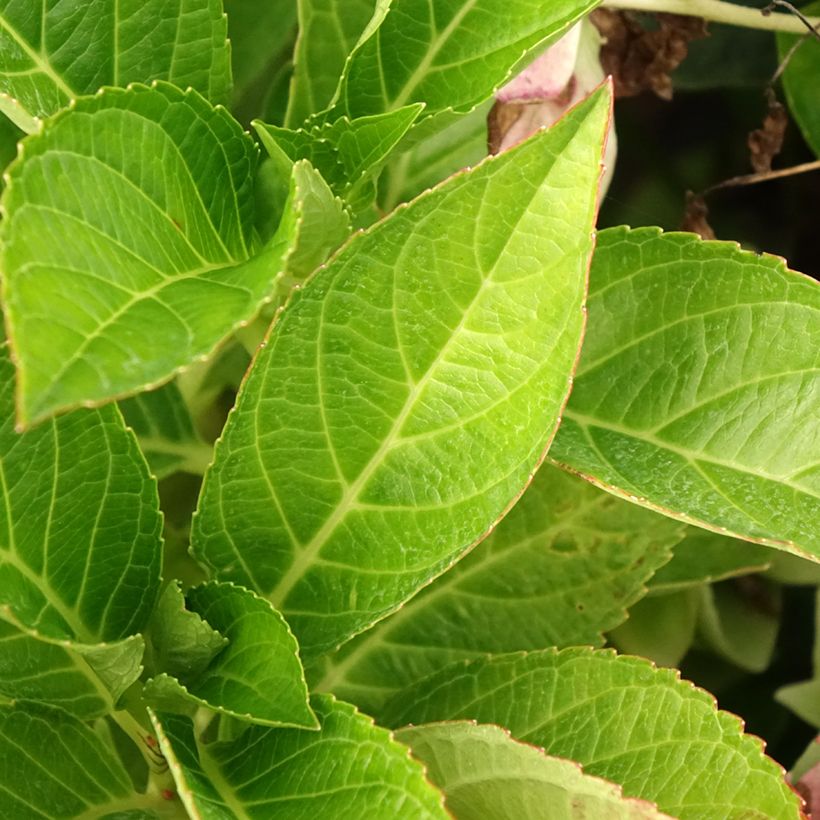 Hydrangea macrophylla Soft Pink Salsa - Bauernhortensie (Laub)