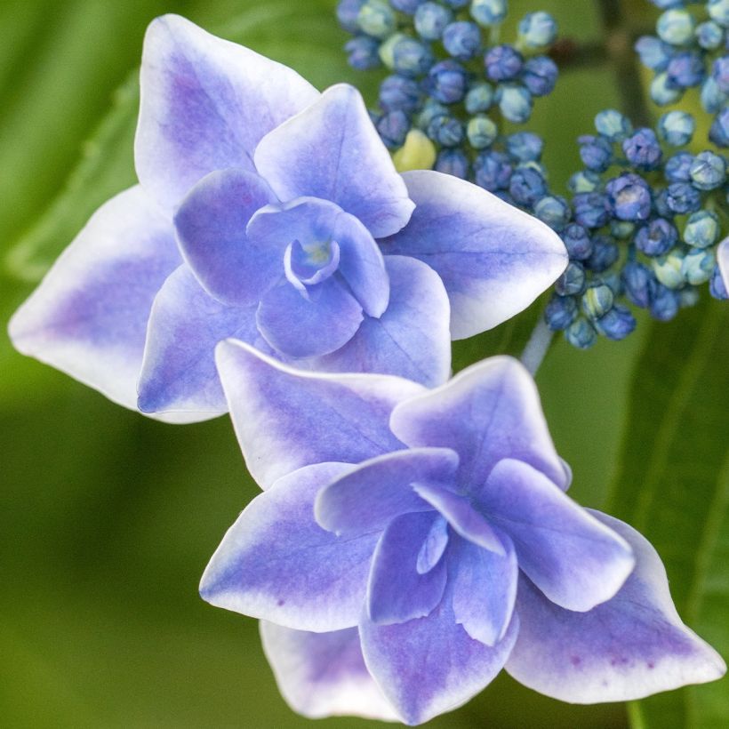 Hydrangea macrophylla Star Gazer Blue - Bauernhortensie (Blüte)