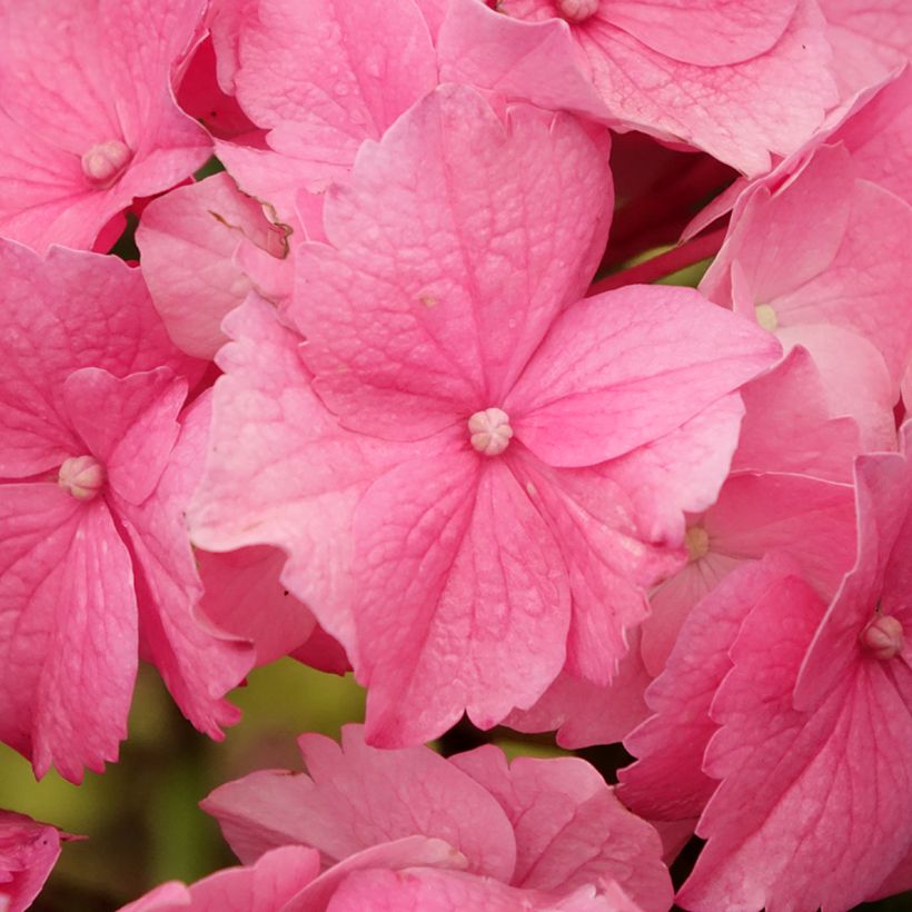 Hydrangea macrophylla Stellar Pink - Bauernhortensie (Blüte)