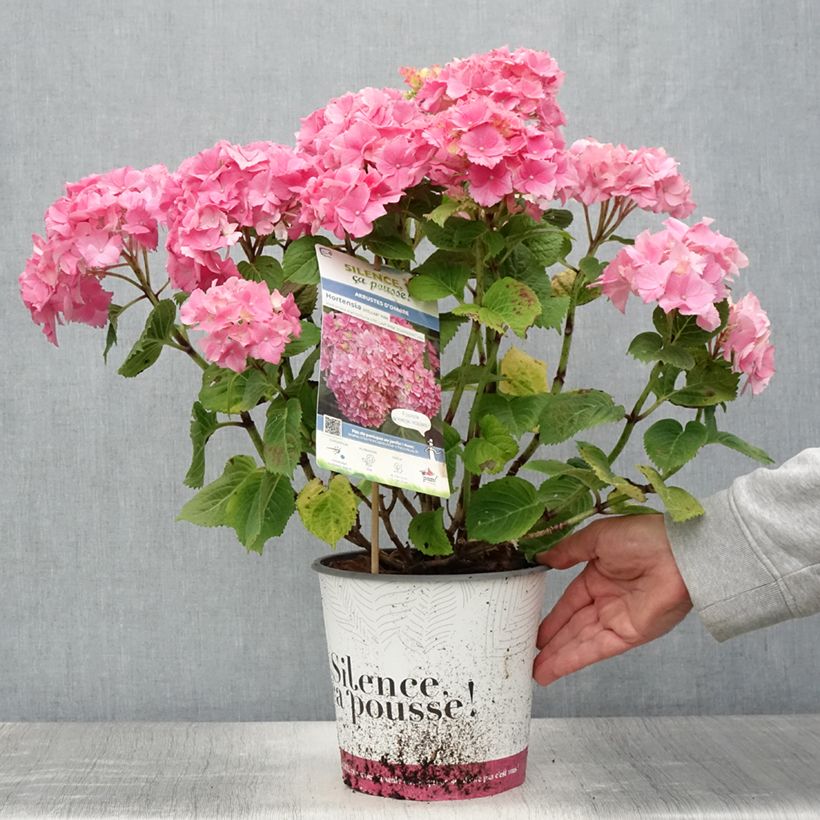 Exemplar von Hortensia - Hydrangea macrophylla Stellar Rose - Pot de 4L/5L wie im Sommer geliefert