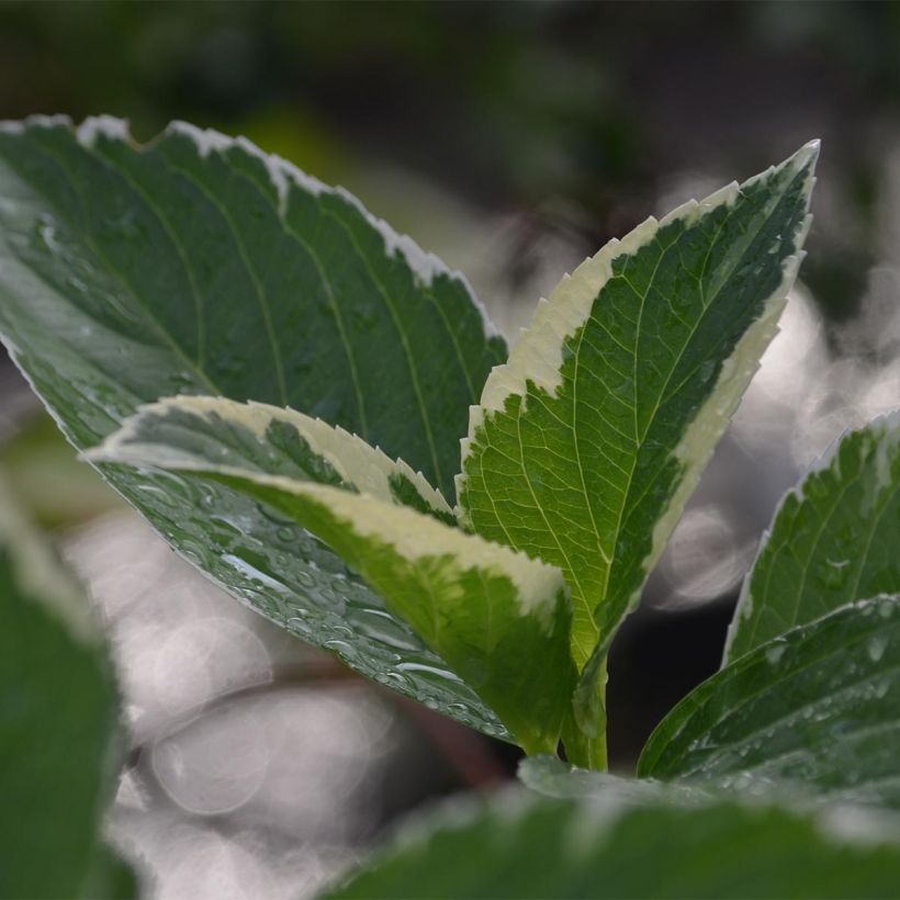 Hydrangea macrophylla Tricolor - Bauernhortensie (Laub)