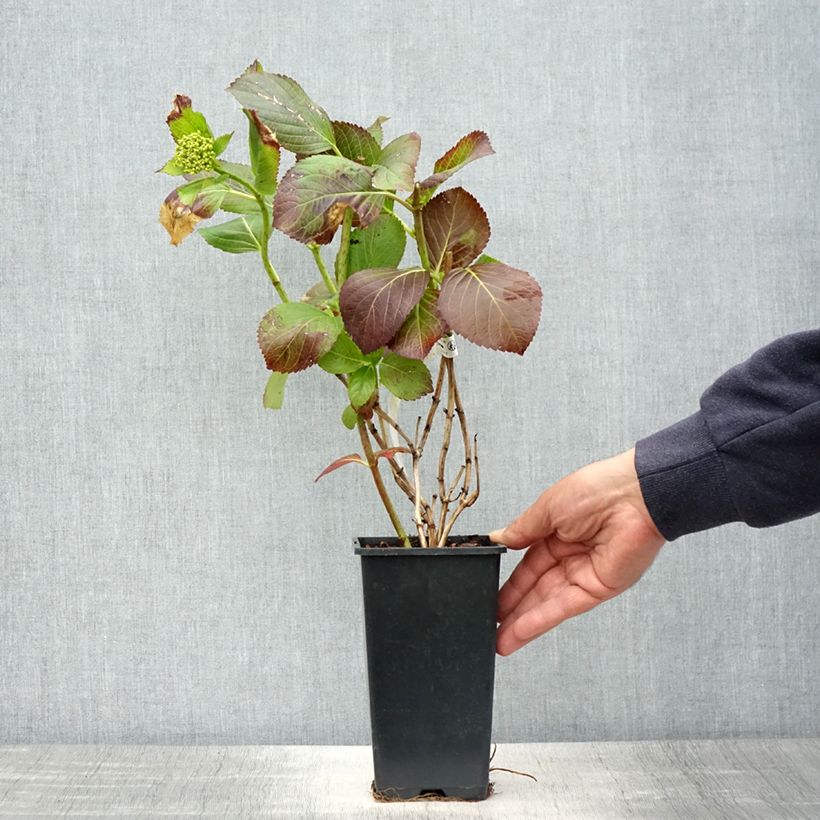 Exemplar von Hydrangea macrophylla Valvert - Bauernhortensie wie im Frühjahr geliefert