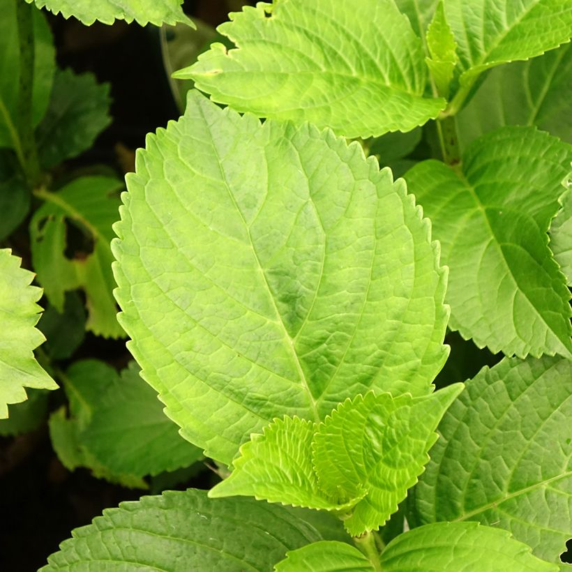 Hydrangea macrophylla Verdi - Bauernhortensie (Laub)