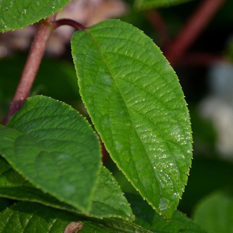 Rispenhortensie Bobo - Hydrangea paniculata (Laub)