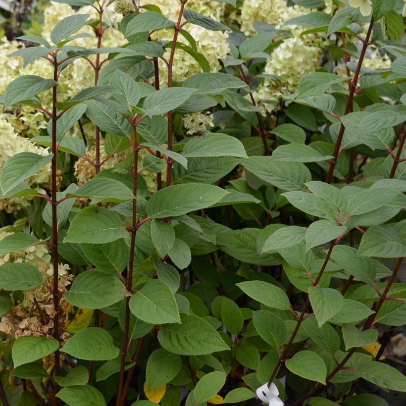 Rispenhortensie Early Sensation - Hydrangea paniculata (Laub)