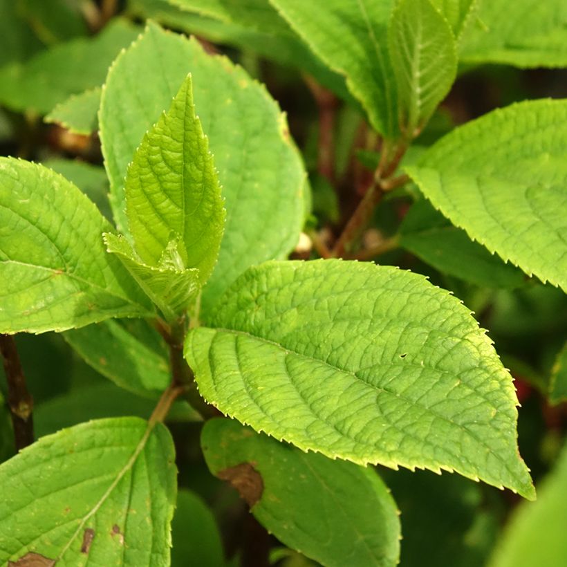 Rispenhortensie Hercules - Hydrangea paniculata (Laub)