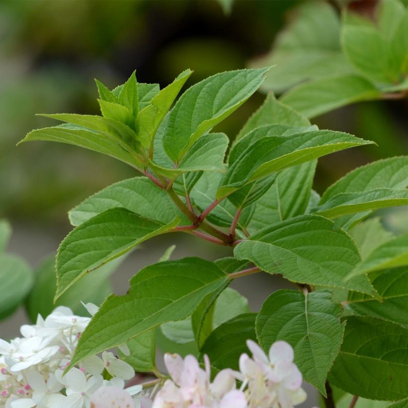 Rispenhortensie Limelight - Hydrangea paniculata (Laub)