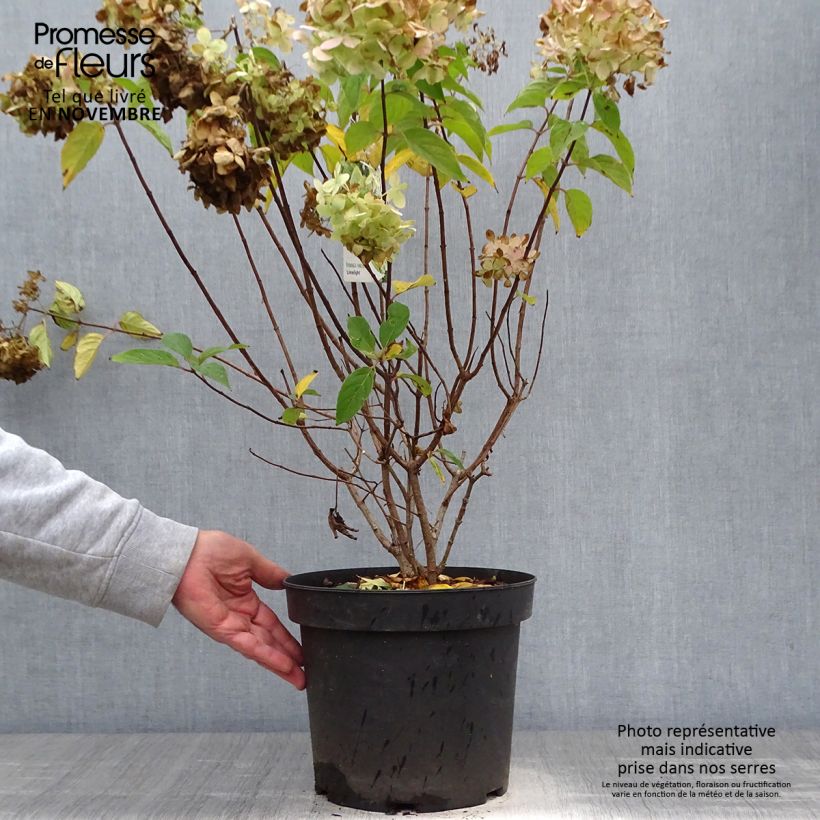 Exemplar von Rispenhortensie Limelight - Hydrangea paniculata wie im Herbst geliefert