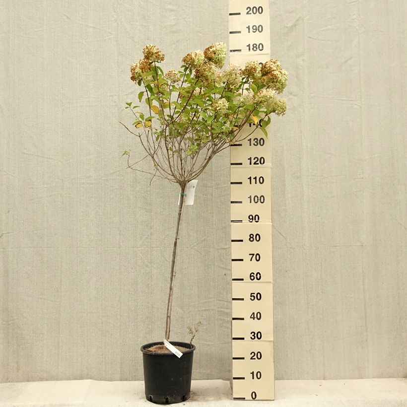 Exemplar von Rispenhortensie Limelight - Hydrangea paniculata Topf mit 12L/15LGelieferte Höhe ca. 90/+cm wie im Sommer geliefert