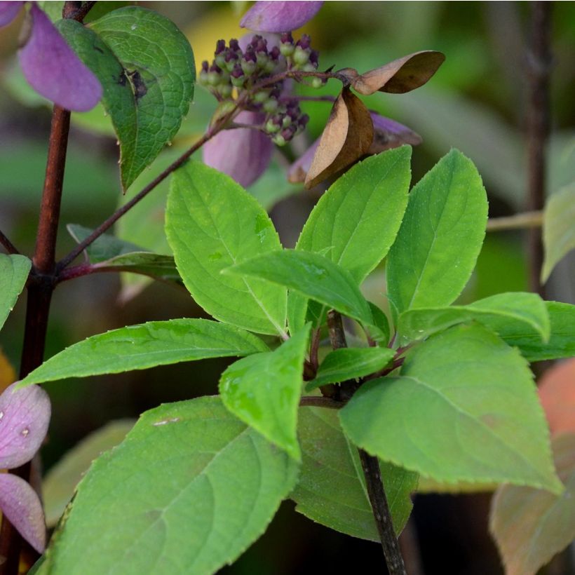 Rispenhortensie Little Lime - Hydrangea paniculata (Laub)