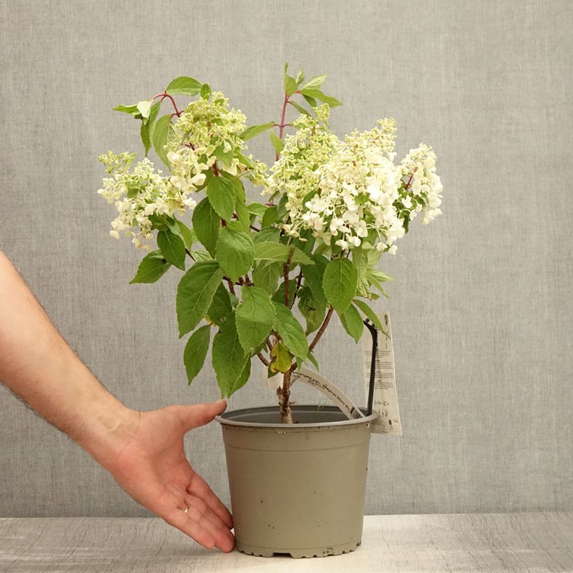 Exemplar von Rispenhortensie Magical Mont Blanc - Hydrangea paniculata Topf mit 3L/4LGelieferte Höhe ca. 30/40cm wie im Sommer geliefert