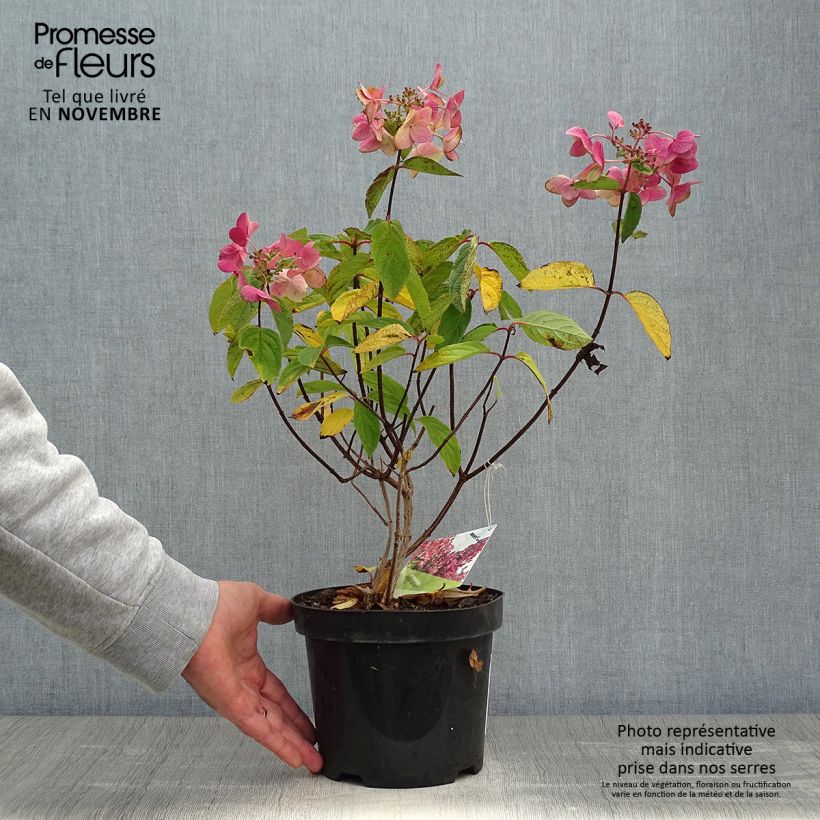 Exemplar von Hortensia - Hydrangea paniculata Mega Mindy Pot de 2L/3L wie im Herbst geliefert