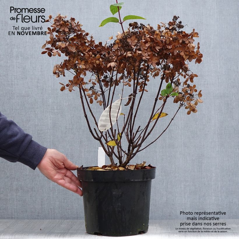 Exemplar von Rispenhortensie Pastelgreen - Hydrangea paniculata wie im Herbst geliefert