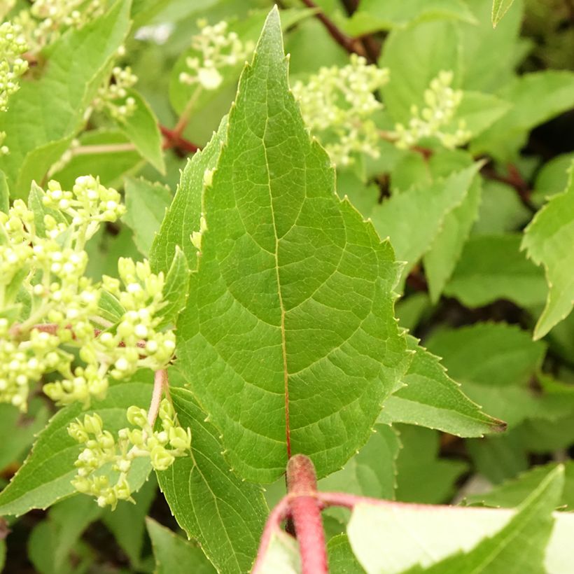 Rispenhortensie Pinkachu - Hydrangea paniculata (Laub)