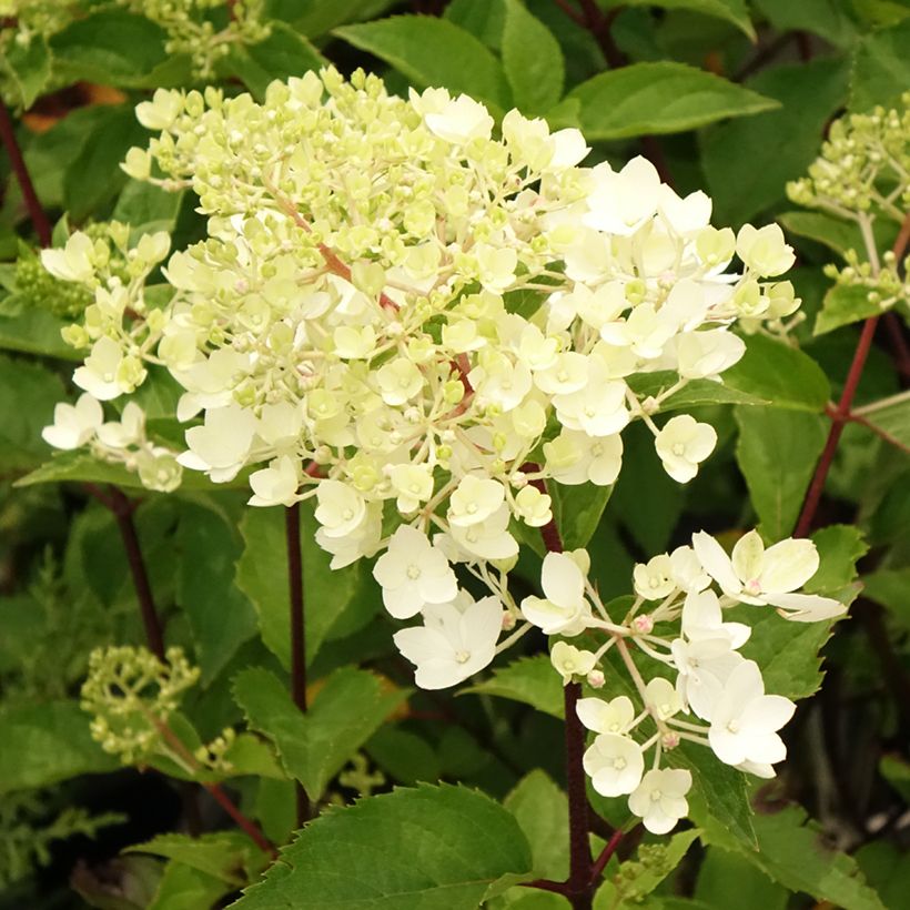 Rispenhortensie Pinkachu - Hydrangea paniculata (Blüte)