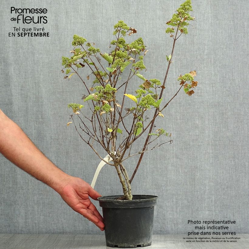 Exemplar von Rispenhortensie Prim White - Hydrangea paniculata wie im Sommer geliefert