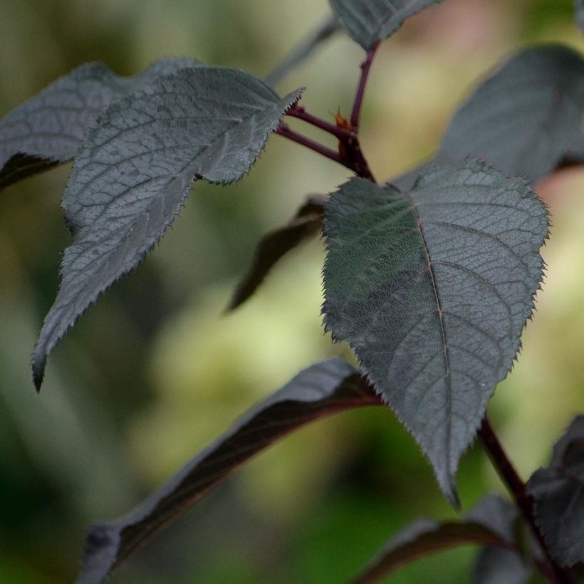 Rispenhortensie White Diamond - Hydrangea paniculata (Laub)