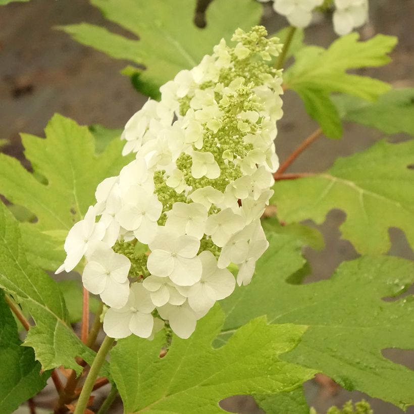 Eichenblatt-Hortensie Applause - Hydrangea quercifolia (Blüte)