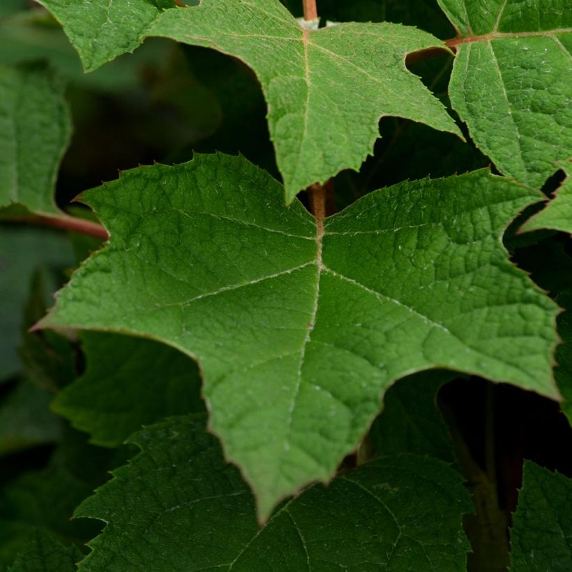 Eichenblatt-Hortensie Harmony - Hydrangea quercifolia (Laub)