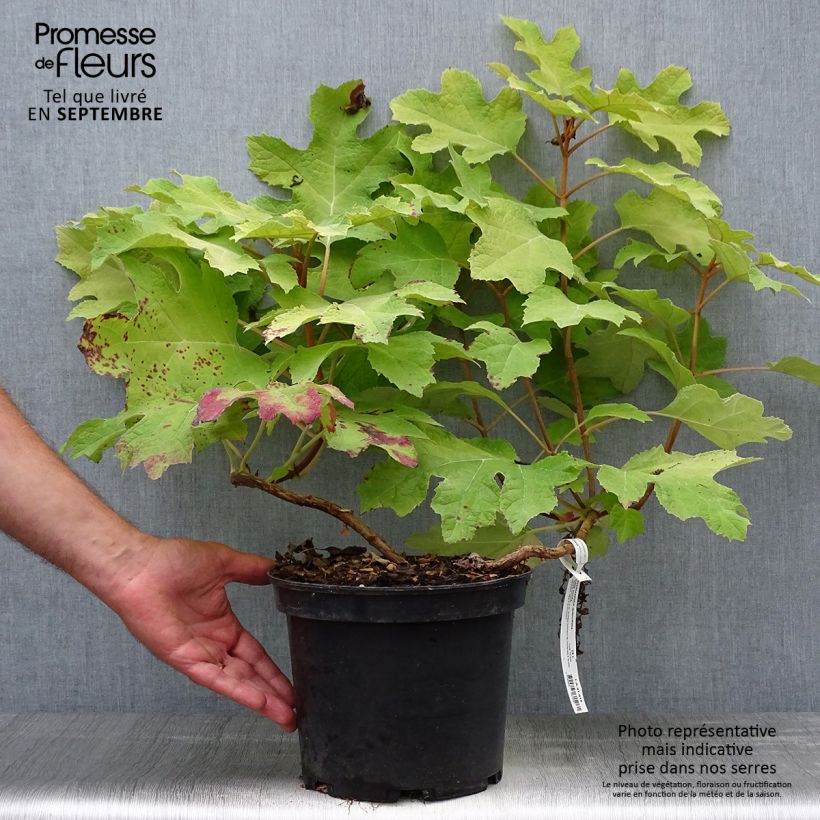 Exemplar von Hortensia - Hydrangea quercifolia Little Honey Pot de 4L/5L wie im Herbst geliefert