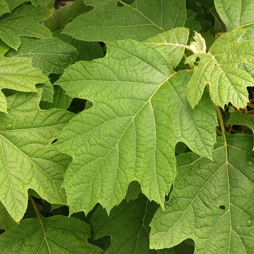 Eichenblatt-Hortensie Snowflake - Hydrangea quercifolia (Laub)