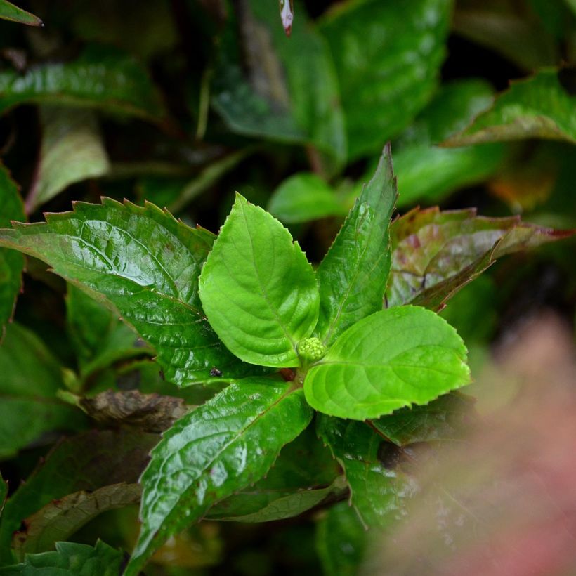 Hydrangea serrata Graciosa - Tellerhortensie (Laub)