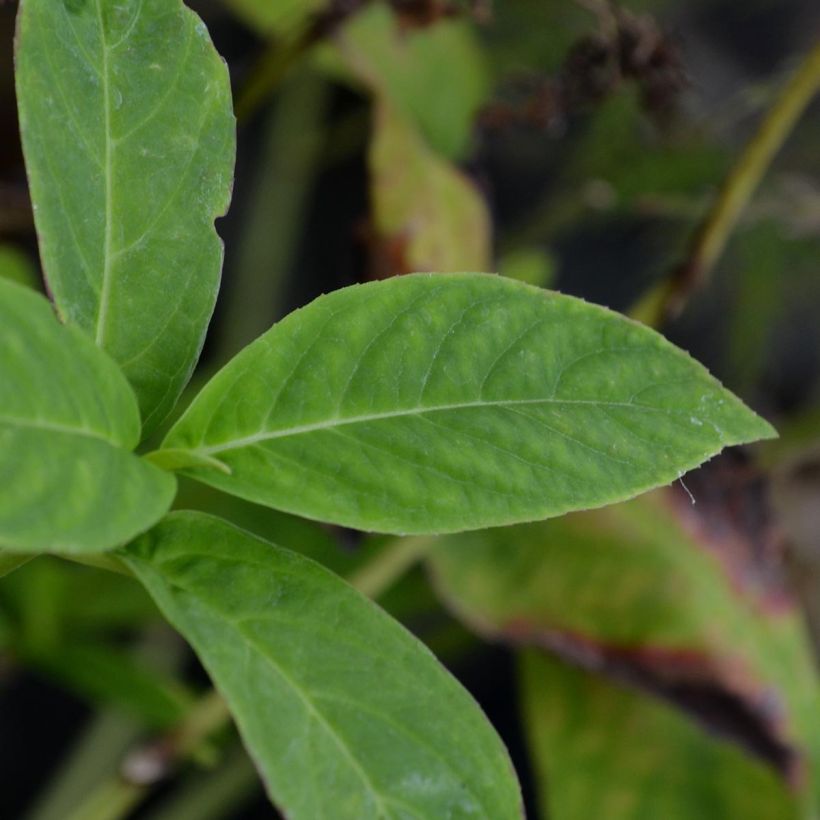 Hydrangea serrata Grayswood - Tellerhortensie (Laub)