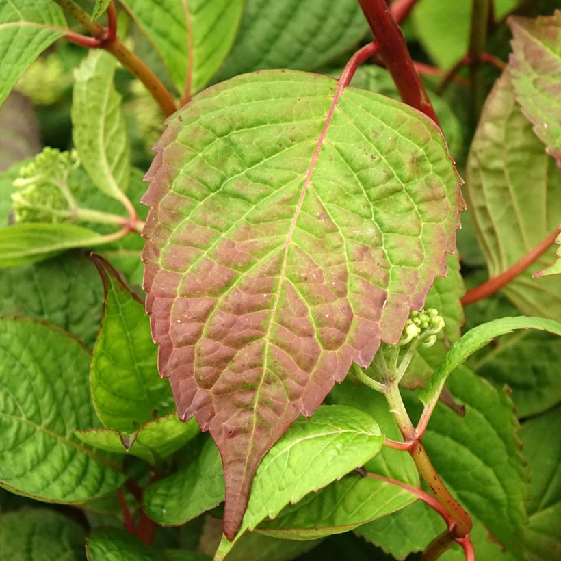 Hydrangea serrata Klaveren - Tellerhortensie (Laub)