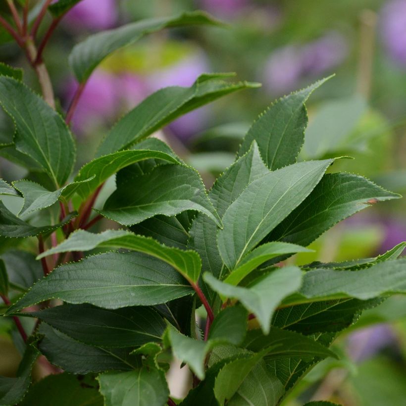 Hydrangea serrata Blue Bird - Tellerhortensie (Laub)