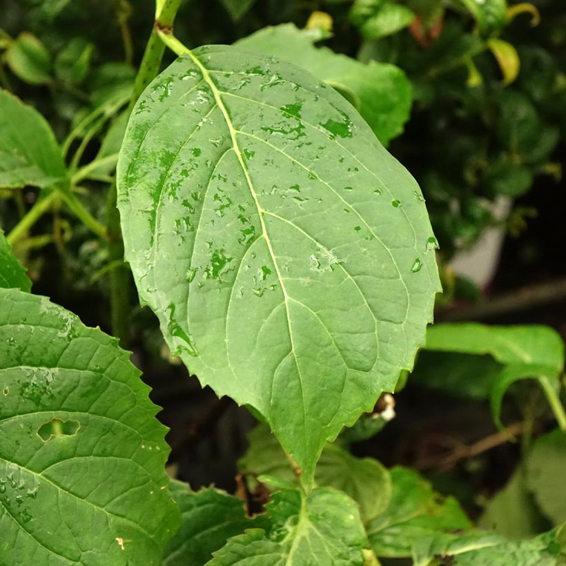 Hydrangea serrata Vicomte de Kerlot - Tellerhortensie (Laub)