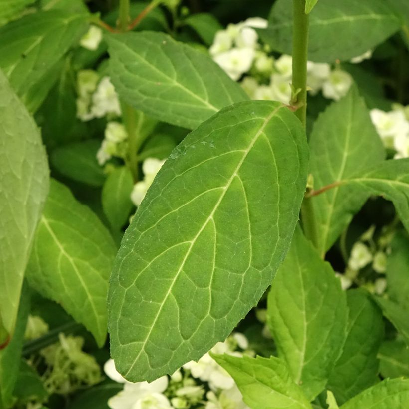 Hydrangea serrata White on White - Tellerhortensie (Laub)