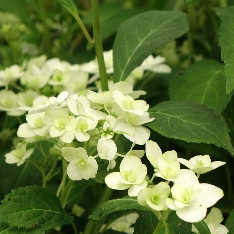 Hydrangea serrata White on White - Tellerhortensie (Blüte)