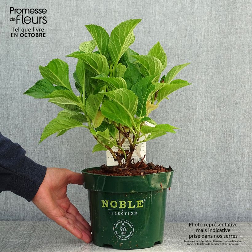 Exemplar von Hortensia macrophylla Belle Séduction en pot de 3/4L wie im Herbst geliefert