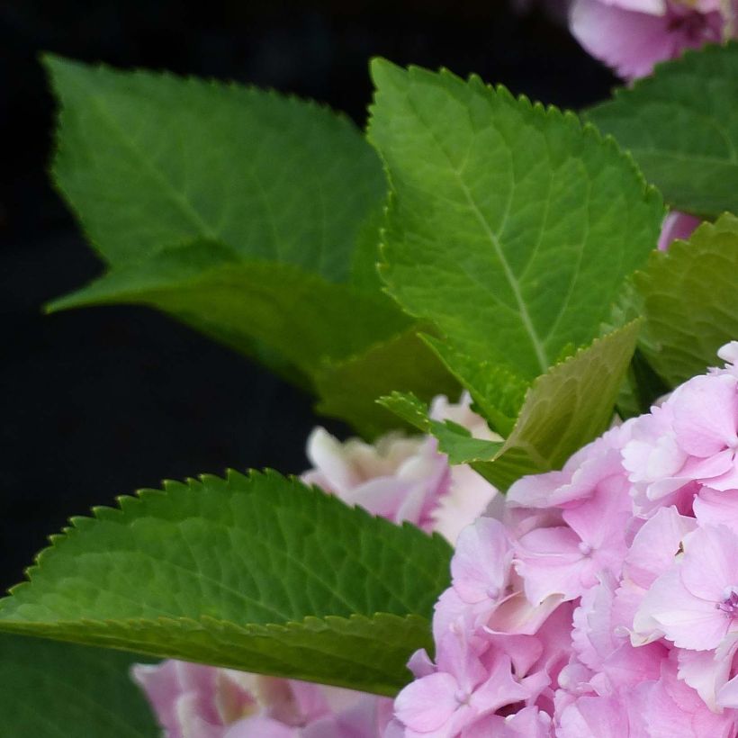 Hydrangea macrophylla Magical Harmony - Bauernhortensie (Laub)