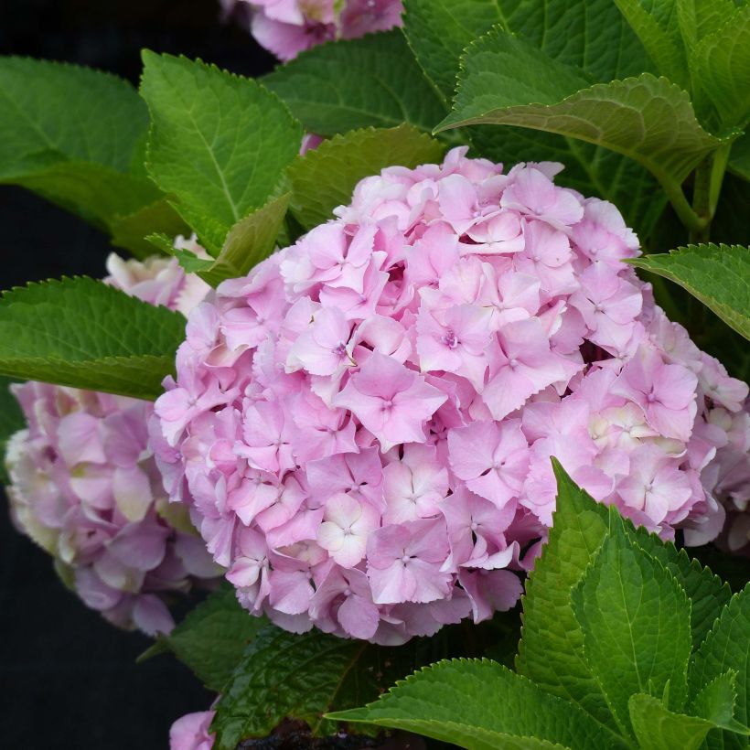 Hydrangea macrophylla Magical Harmony - Bauernhortensie (Blüte)