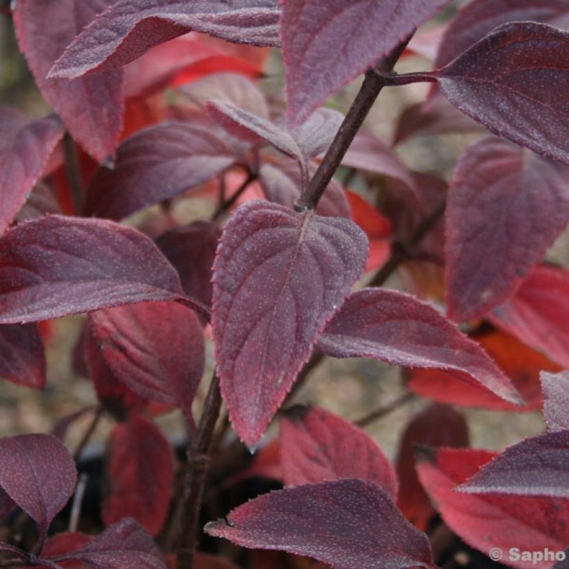 Rispenhortensie Diamant Rouge - Hydrangea paniculata (Laub)