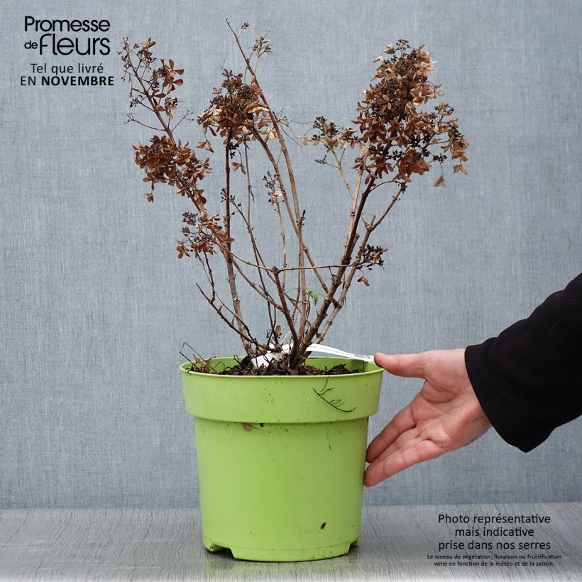 Exemplar von Hortensia paniculata Little Spooky Pot de 3L/4L wie im Herbst geliefert