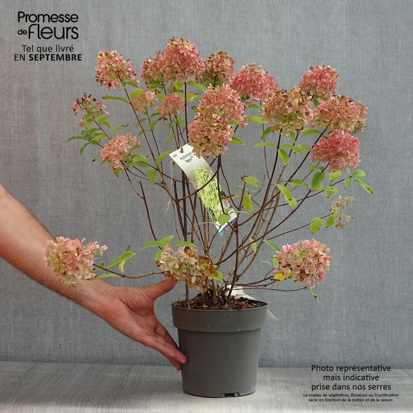 Exemplar von Rispenhortensie Mojito - Hydrangea paniculata wie im Sommer geliefert