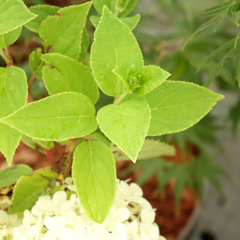 Rispenhortensie Tardiva - Hydrangea paniculata (Laub)